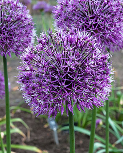 Allium velkokveté Early Emperor 14/+, 25 kusov